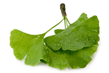 Image showing Fresh Gingko Leaves