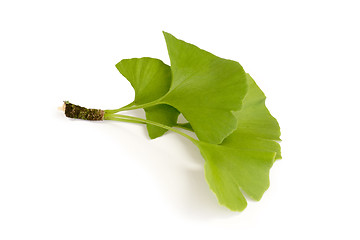 Image showing Gingko Leaves