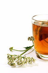 Image showing Glass of valerian tea