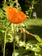 Image showing Poppy