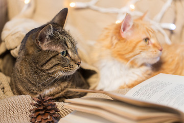 Image showing two cats lying on sofa with book at home