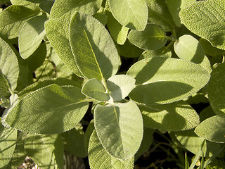 Image showing Sage