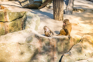 Image showing Monkeys sittting on the rocks