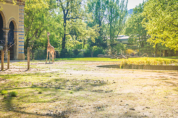 Image showing Giraffe at the park