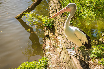 Image showing Reat white pelican sitting near pond