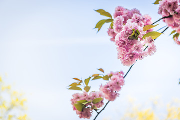 Image showing Pink flowers on the decorative apple bush over blue sky.