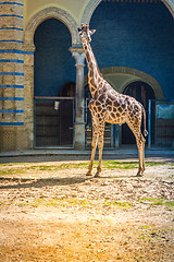 Image showing Giraffe at the park