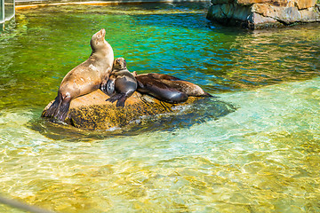 Image showing Fur seal family