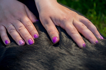 Image showing Human hands doing dog massage