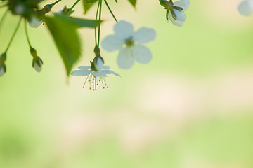 Image showing Macro shot of blooming apple tree over blurred background