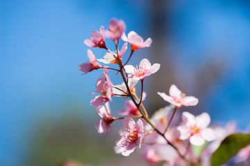 Image showing Pink flowers on the bush over blurred blue background.