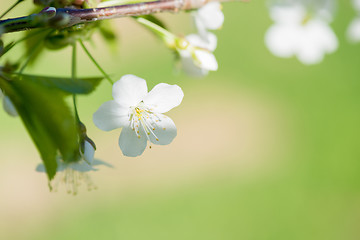 Image showing Macro shot of blooming apple tree over blurred background