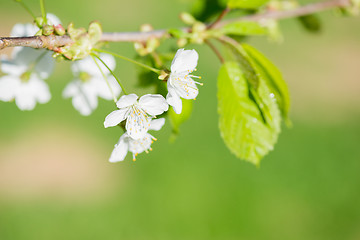 Image showing Macro shot of blooming apple tree over blurred background