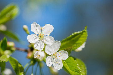 Image showing Macro shot of blooming apple tree over blurred background