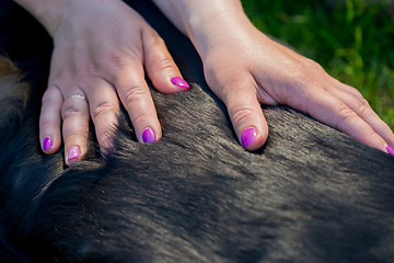 Image showing Human hands doing dog massage