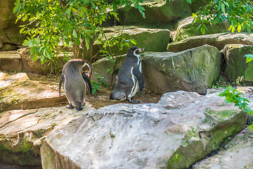 Image showing Two penguins sittting on the rocks.