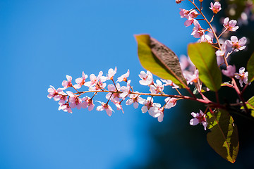 Image showing Pink flowers on the bush over blurred blue background.