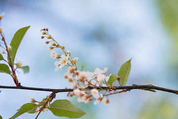 Image showing Pink flowers on the bush over blurred light blue background.