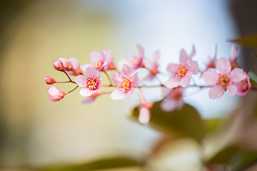 Image showing Pink flowers on the bush over blurred background.