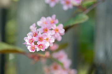 Image showing Pink flowers on the bush over blurred background.