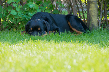 Image showing Rottweiler laying down