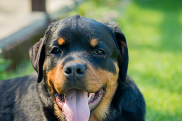 Image showing Rottweiler portrait