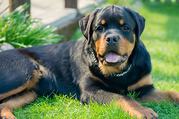 Image showing Rottweiler portrait