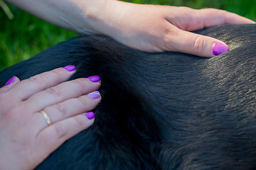 Image showing Human hands doing dog massage