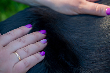 Image showing Human hands doing dog massage