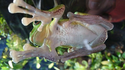 Image showing Green tropical frog