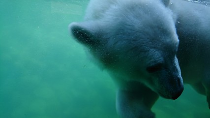 Image showing Polar bear swimming underwater