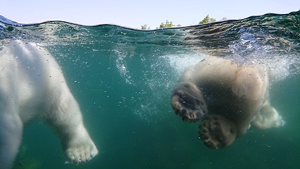 Image showing Two polar bear swimming underwater