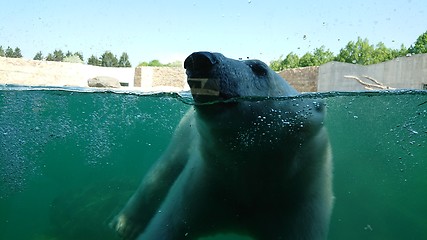 Image showing Polar bear swimming underwater