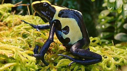 Image showing Dyeing dart frog