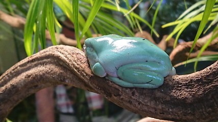 Image showing Tropical light blue tree frog