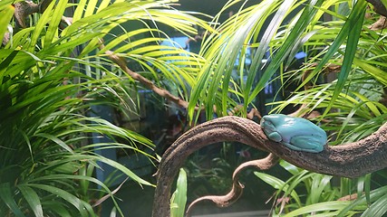 Image showing Tropical light blue tree frog