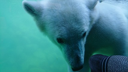 Image showing Polar bear swimming underwater