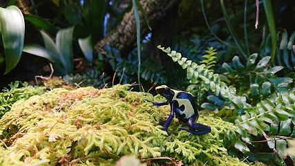 Image showing Dyeing dart frog