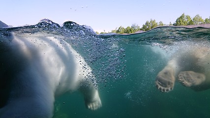 Image showing Two polar bear swimming underwater