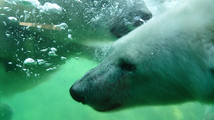 Image showing Polar bear swimming underwater