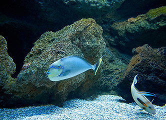 Image showing fishes swimming in marine aquarium