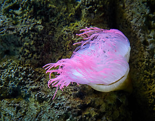 Image showing pink sea anemone