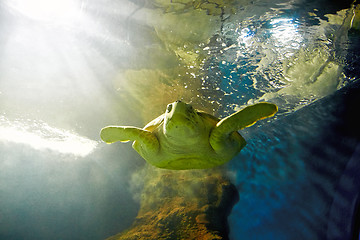 Image showing turtle are swimming in marine aquarium