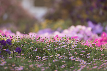 Image showing Dubai miracle garden