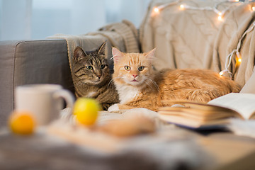 Image showing two cats lying on sofa at home