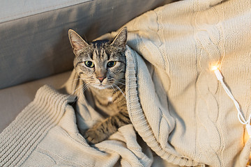 Image showing tabby cat lying on blanket at home in winter