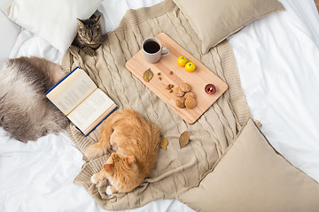 Image showing two cats lying on blanket at home in autumn