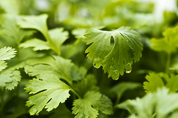 Image showing Coriander, also known as cilantro or Chinese parsley