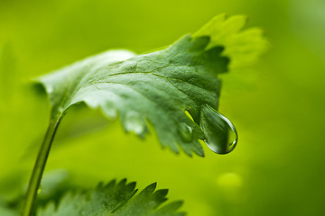 Image showing Leaf of coriander with water drop