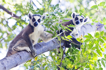 Image showing Two young ring-tailed lemurs. Madagascar